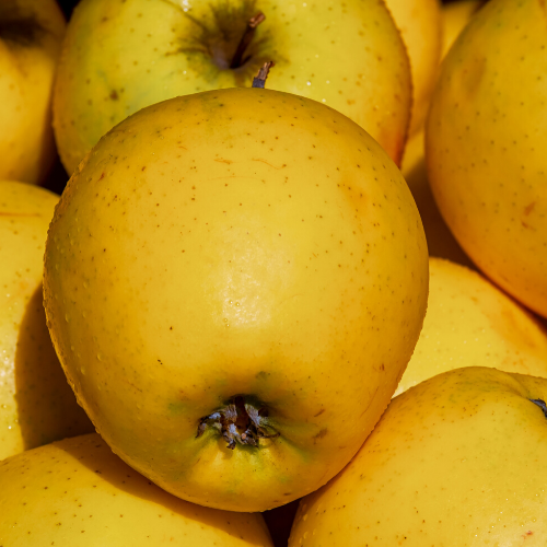 Apple, Crispin (Malus Mutsu) (Golden Delicious), 7 gal