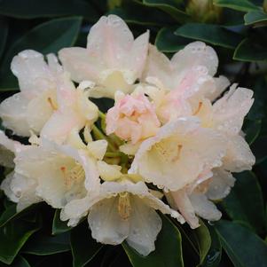 Rhododendron, Golden Torch Rhododendron