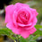 Rose, True Gratitude Climbing Rose