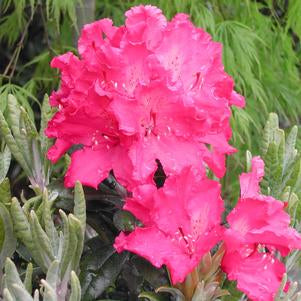 Rhododendron, Haaga Rhododendron