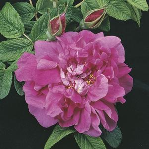 Rose, Hansa Landscape Shrub Rose