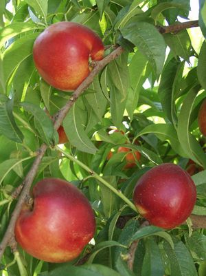 Nectarine, Independence (Prunus X Independence), 7 gal