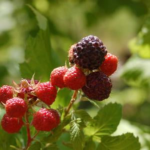 Black Raspberry, Jewel (Rubus Jewel), 2 gal