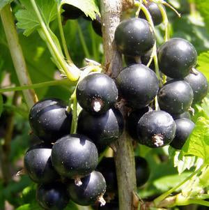Jostaberry (Ribes spp. Jostaberry), 3 gal