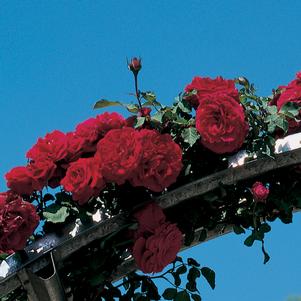 Rose, Don Juan Climbing Rose