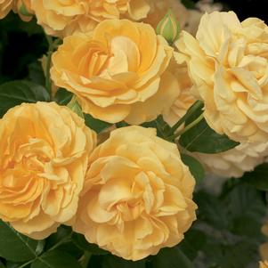 Rose, Easy-to-Love Julia Child Floribunda Rose
