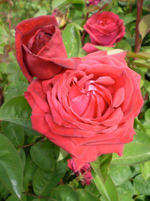 Rose, Kashmir Rose
