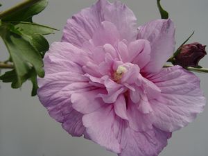 Hibiscus, Lavender Chiffon® Rose of Sharon Hibiscus