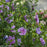 Hibiscus, Lavender Chiffon® Rose of Sharon - Tree Form