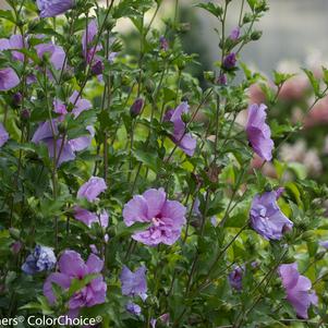 Hibiscus, Lavender Chiffon® Rose of Sharon - Tree Form