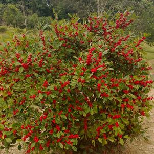 Holly, Little Goblin® Red Winterberry Holly