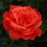 Rose, Easy-to-Love Livin Easy Floribunda Rose