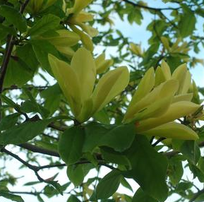 Magnolia, Butterflies (Magnolia X Butterflies)