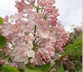 Lilac, Maidens Blush Lilac