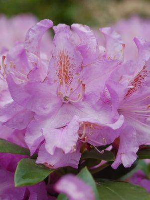 Rhododendron, Minnetonka Rhododendron