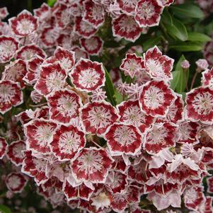 Mountain Laurel, Minuet Mountain Laurel