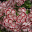 Mountain Laurel, Minuet Mountain Laurel