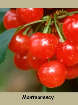Cherry, Montmorency - Tart Cherry (Prunus X Montmorency), 7 gal