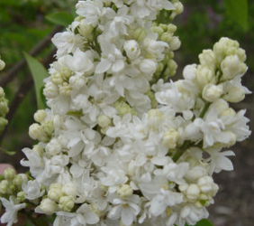 Lilac, Beauty of Moscow Lilac