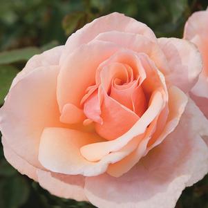 Rose, Mother of Pearl Grandiflora Rose