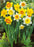 Bulbs, Daffodil Mixture Narcissus Large Cupped 'Giant Mixture', Bag of 20 bulbs