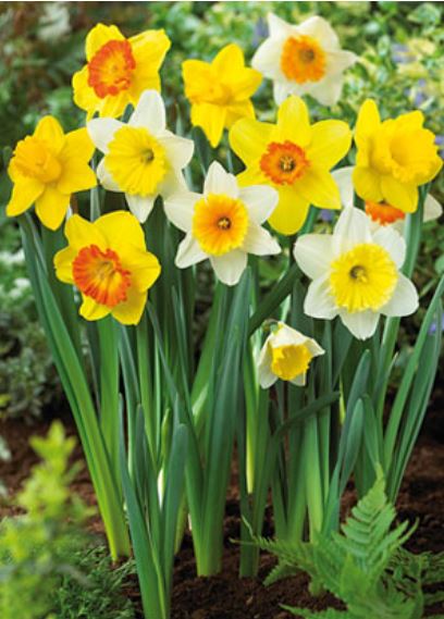 Bulbs, Daffodil Mixture Narcissus Large Cupped 'Giant Mixture', Bag of 20 bulbs