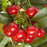 Cherry, North Star (Prunus X North Star), 7 gal