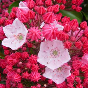 Mountain Laurel, Olympic Fire Mountain Laurel