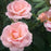 Rose, The Peachy Knock Out® Rose