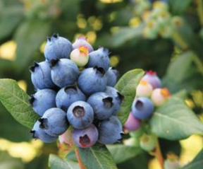 Blueberry, Perpetua Highbush (Vaccinium X Perpetua), 2 gal