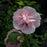 Hibiscus, Pink Chiffon® Rose of Sharon Hibiscus