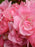 Rose, Easy Elegance Pinktopia Rose