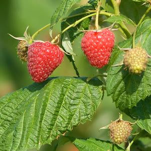 Raspberry, Polana (Rubus Polana), 2 gal