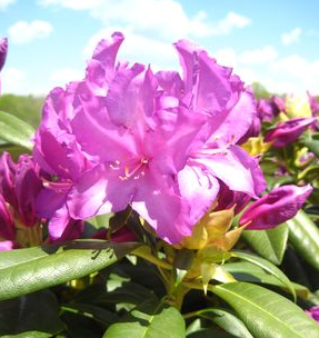 Rhododendron, Purple Passion Rhododendron
