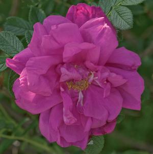 Rose, Purple Pavement Rose