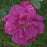 Rose, Purple Pavement Rose