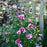 Hibiscus, Purple Pillar® Rose of Sharon Hibiscus