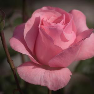 Rose, Queen Elizabeth Grandiflora Rose