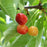Cherry, Rainier - Sweet Cherry (Prunus Rainier), 7 gal