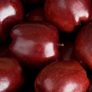 Apple, Red Delicious (Malus X Red Delicious), 7 gal.