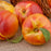 Nectarine, Redgold (Prunus X Redgold), 7 gal