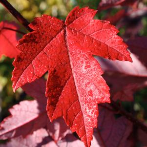 Maple, Redpointe® Red Maple