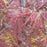 Maple, Red Dragon Weeping Japanese Maple