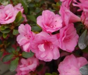 Azalea, Rosebud Azalea — Mackey's