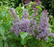 Lilac, Royal Purple Lilac