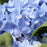 Hydrangea, Let's Dance® Rhythmic Blue® Reblooming Macrophylla Hydrangea