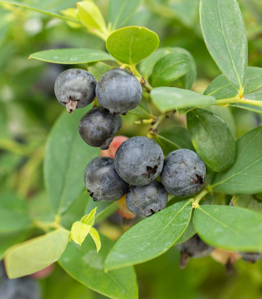 Blueberry, Sapphire Cascade (Vaccinium Sapphire Cascade) - Lowbush, 2 gal