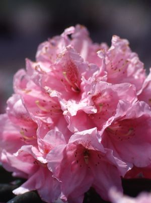 Rhododendron, Scintillation Rhododendron