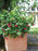 Raspberry, Shortcake Thornless (Rubus Raspberry Shortcake), 2 gal