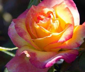 Rose, True Sincerity Floribunda Rose
